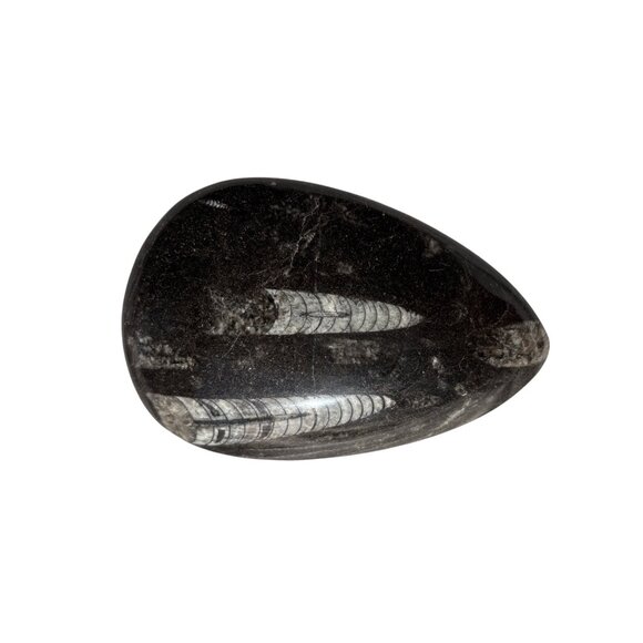 Polished Orthoceras Silurian fossil cabochon rock/stone Paperweight - Picture 5 of 7